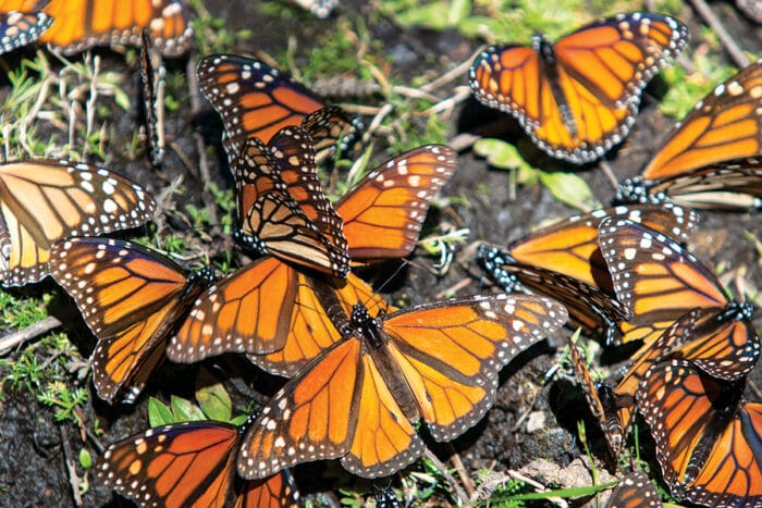 Mariposas Monarca vacaciones Gdínez